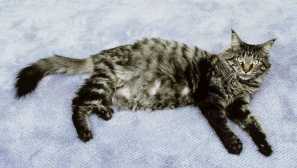 Jak se připravit na narození kočičí maine kun?